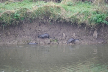 Otter trio MJMcGill.jpg